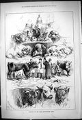 Original Old Antique Print Paris Agricultural Show Animals Pigs Cows Sheep 1878