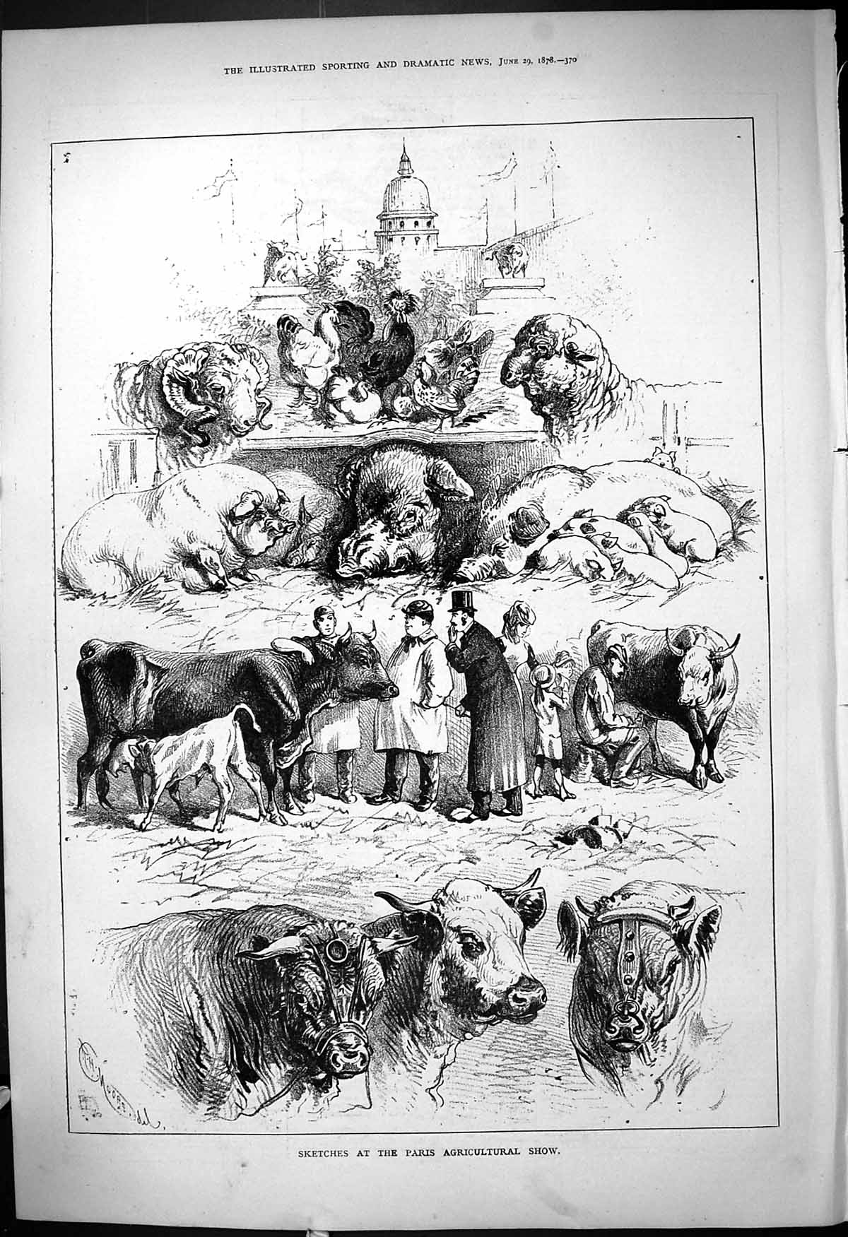 Original Old Antique Print Paris Agricultural Show Animals Pigs Cows Sheep 1878