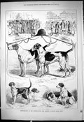 Old 1878 Prize Dogs Peterborough Hound Show Glider Selim Hermit Hairb Victorian