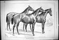 Old Middle Park Yearlings Horses Macaroni Sophia Rosicrucian Anderida