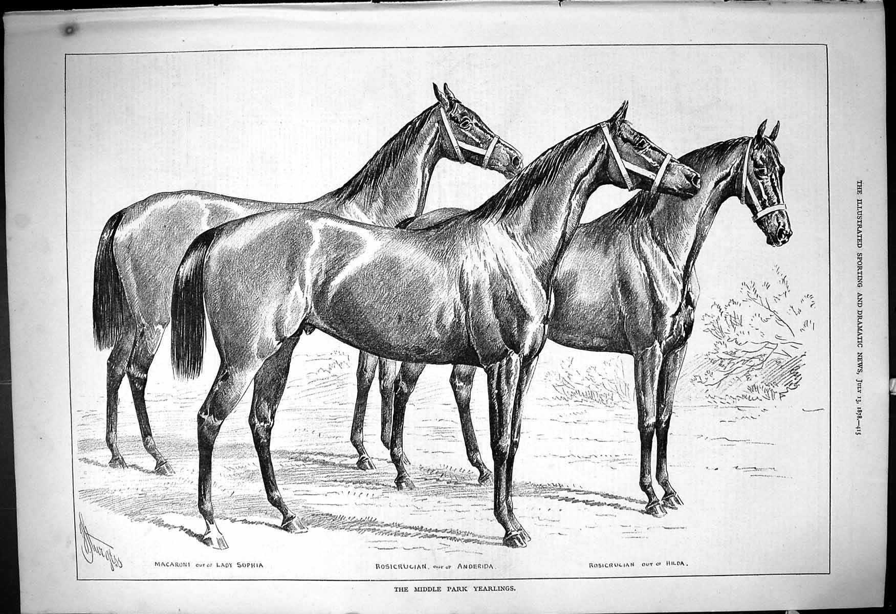 Old Middle Park Yearlings Horses Macaroni Sophia Rosicrucian Anderida