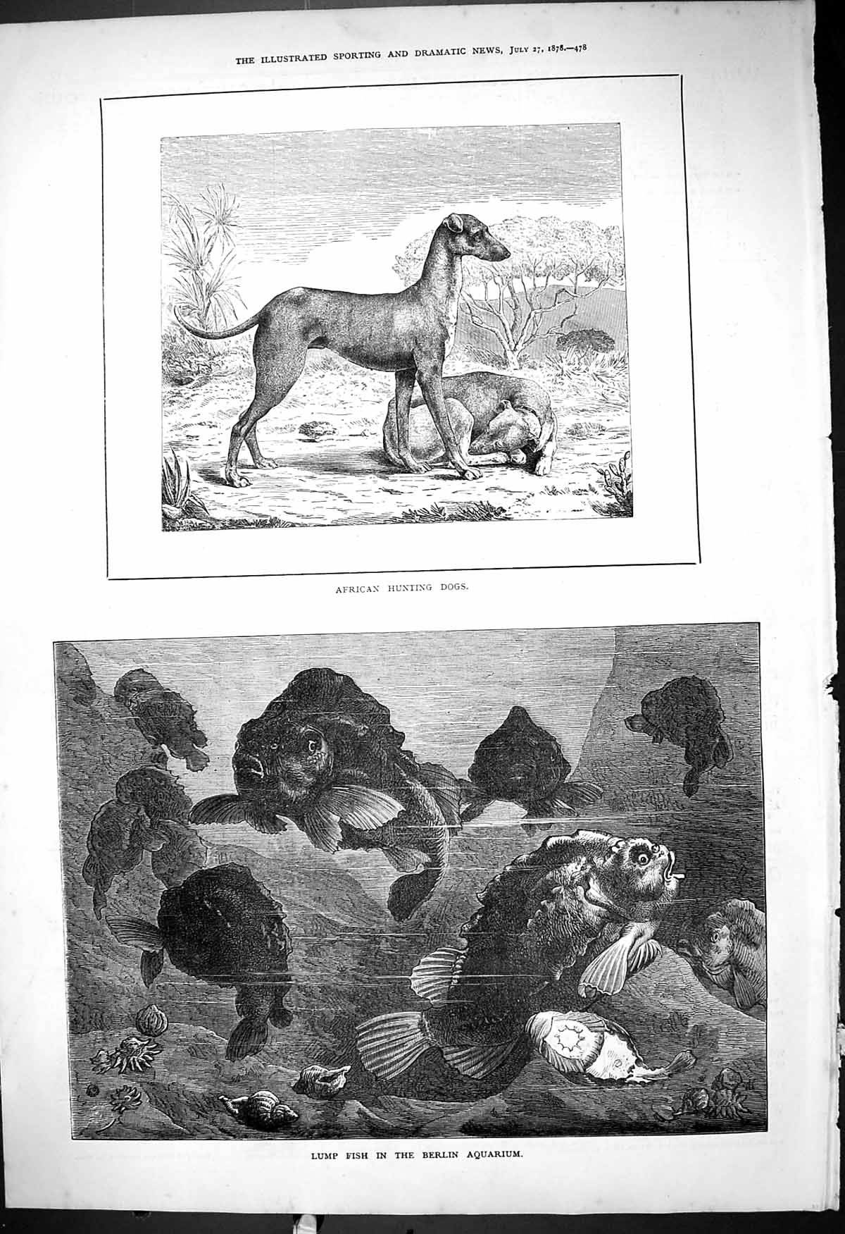 Original Old Antique Print 1878 African Hunting Dogs Lump Fish Berlin Aquarium