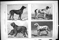 Antique Old Print 1878 Kennel Dogs Catch Sultan Ranger Murphy Bella Animals
