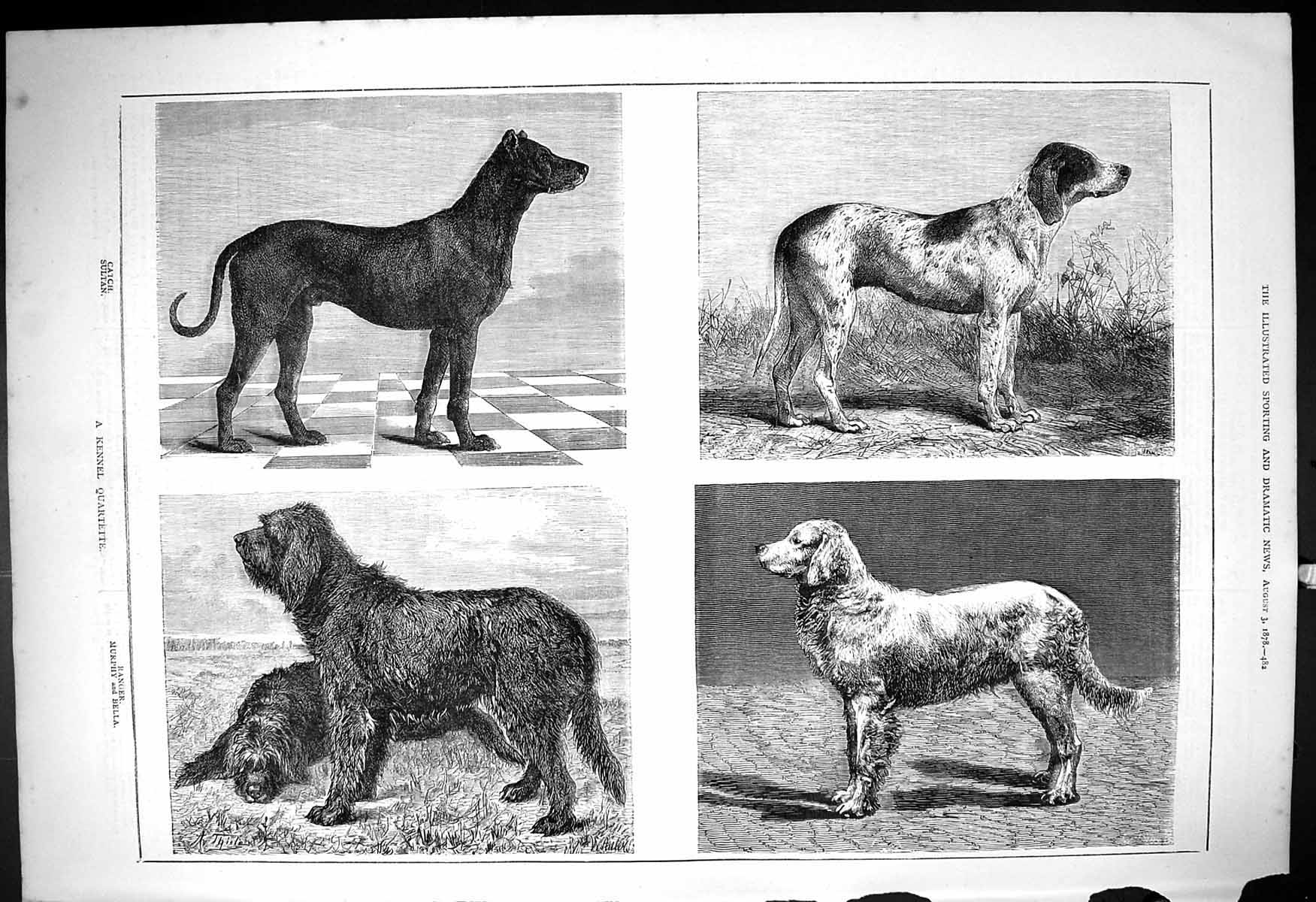 Antique Old Print 1878 Kennel Dogs Catch Sultan Ranger Murphy Bella Animals
