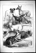 Antique Old Print 1878 Prize Winners Cat Pet Show Crystal Palace Dogs Animals