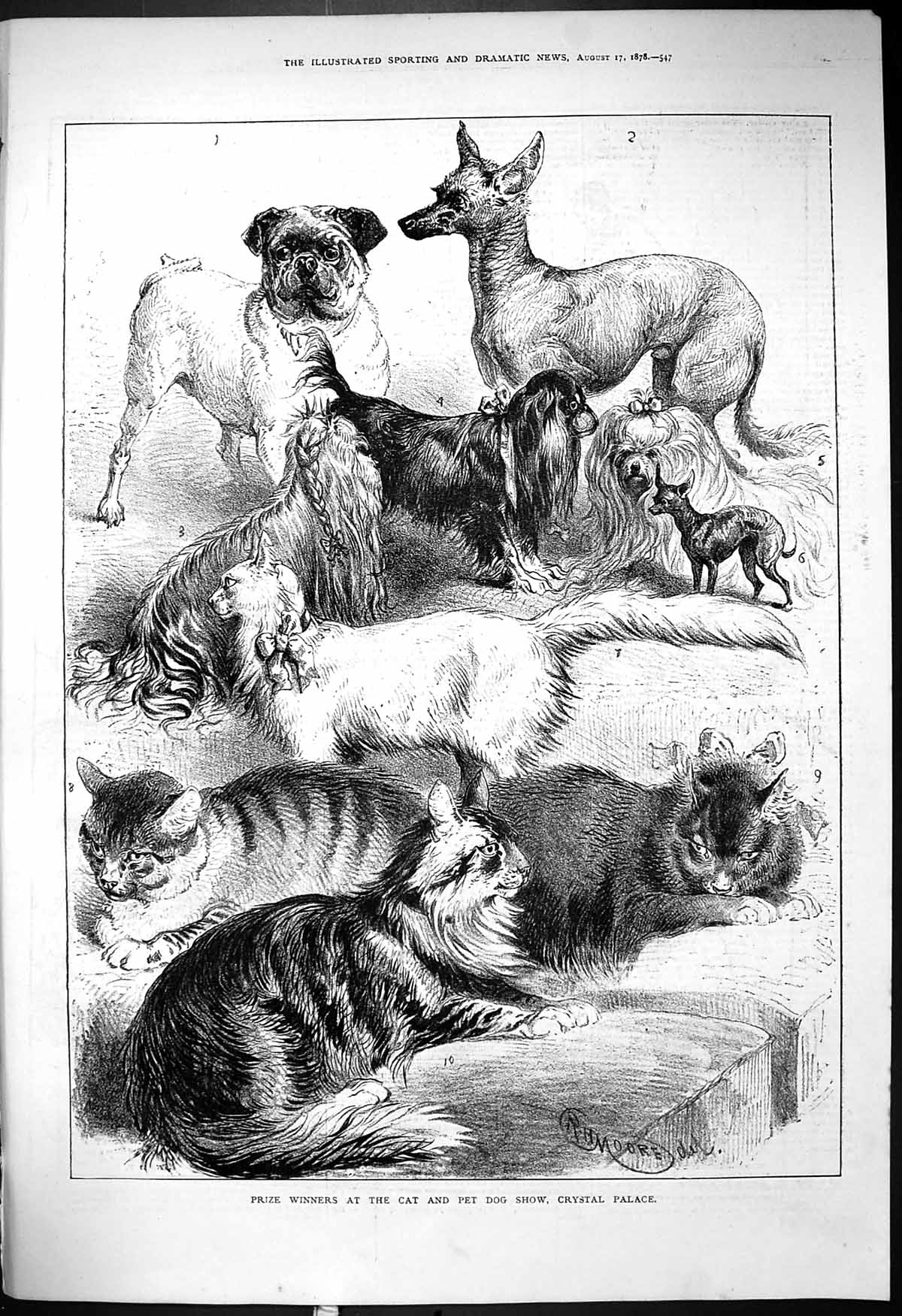 Antique Old Print 1878 Prize Winners Cat Pet Show Crystal Palace Dogs Animals