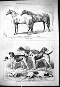 Old Print 1878 Canadian Ponies Margot Souris Dublin Kennel Club Dog Show 19th