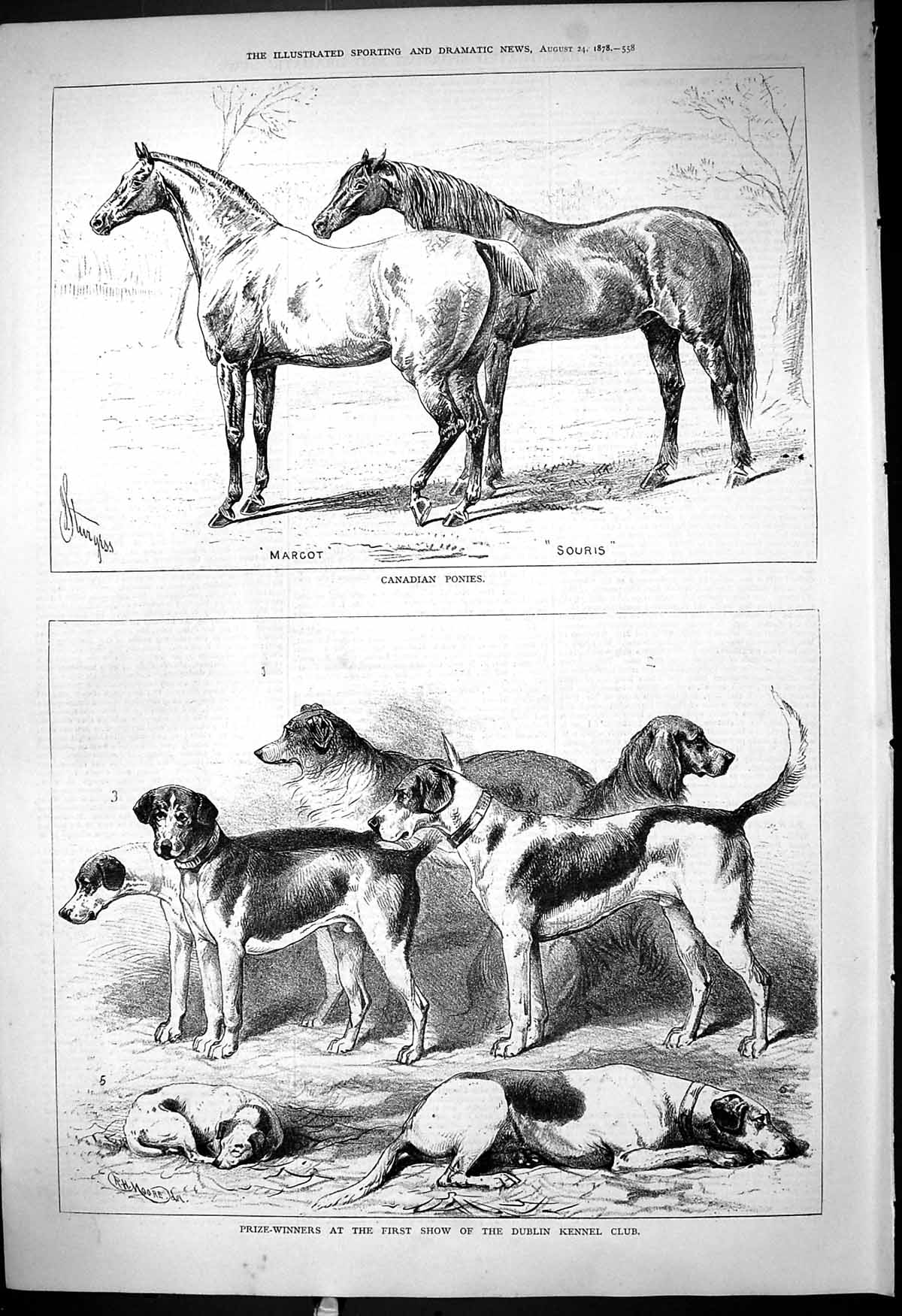 Old Print 1878 Canadian Ponies Margot Souris Dublin Kennel Club Dog Show 19th