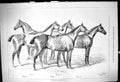 Antique Old Print 1878 Belhus Hunters Stud Horses Congress Ringleader Warwick