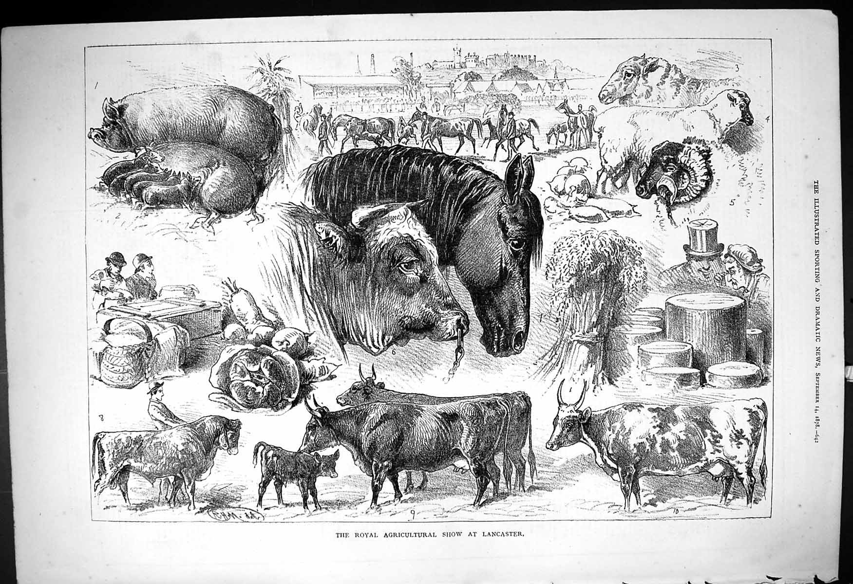 Antique Print 1878 Royal Agricultural Show Lancaster Bulls Cows Horses Pigs