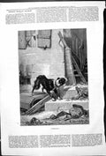 Original Old Antique Print Deserted Outdoor Scene Dog Animal Wreckage 1878 19th