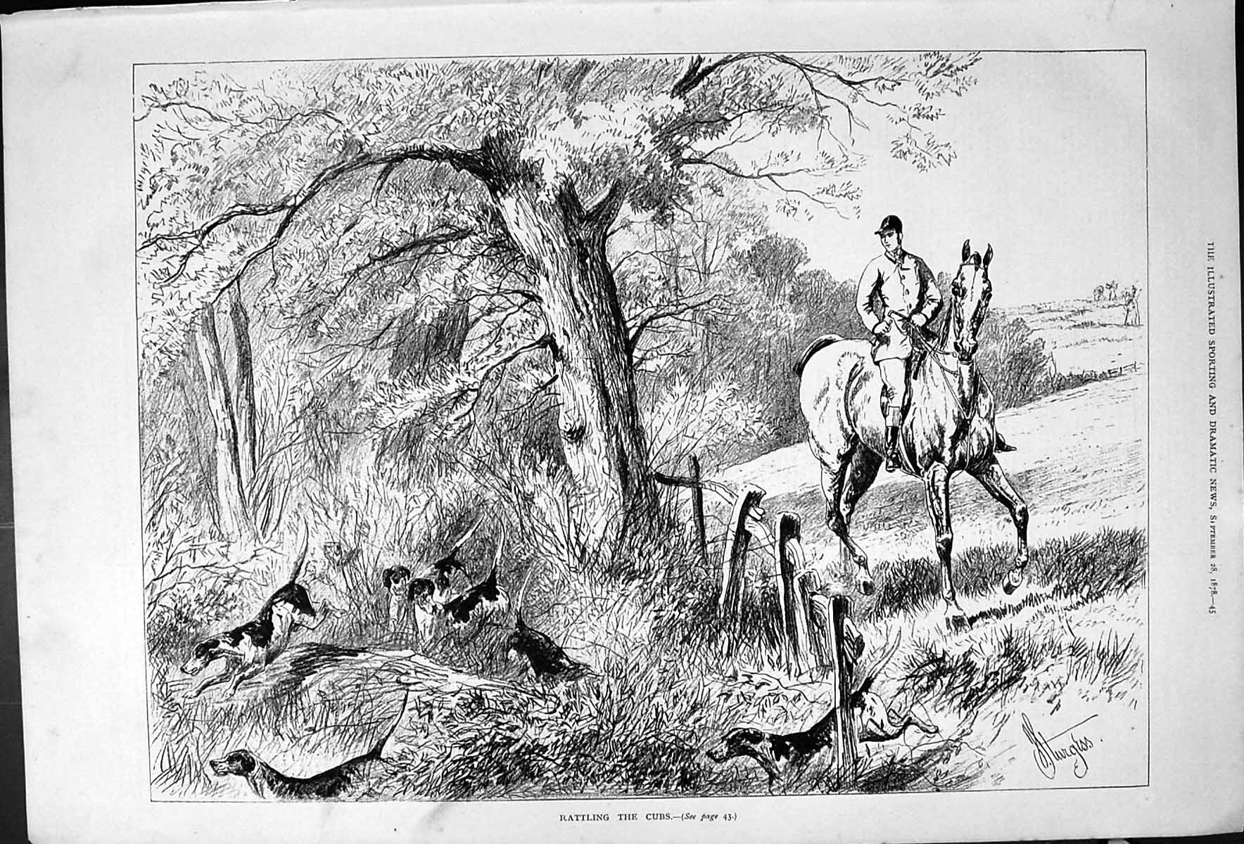 Antique Old Print Rattling Cubs Horse Fox Hunting Dogs Sturgess Portrait 1878