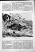 Original Old Antique Print Pheasant Bird Dog Hunting Sport 1878 19th