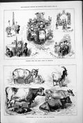 Old Islington Dairy Show Sketches Prize-Winners Cows Goats Moore 1878 Victorian