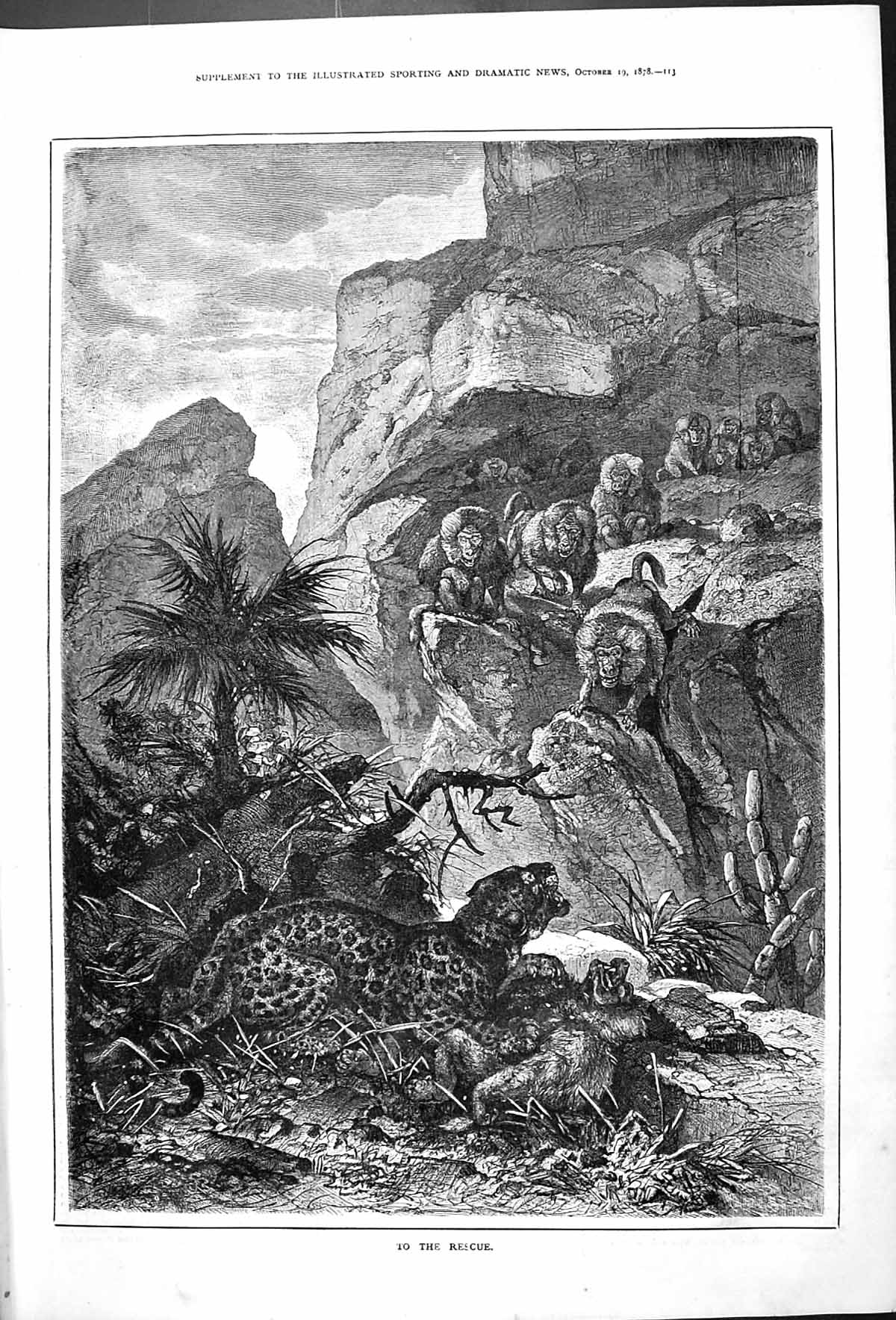 Old Antique Print To The Rescue Leopard Attack Baboons Outdoor Scene 1878 19th