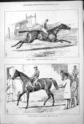 Old Jester Cesarewitch Stakes Winner 1878 Peter Middle Park Plate Hor Victorian