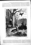 Original Old Antique Print Forest Shooting Scene Hunting Deer Bird Sport 1878