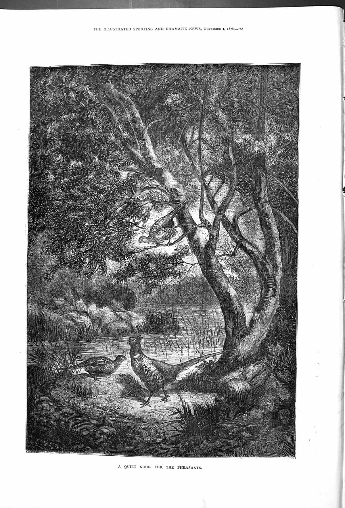 Original Old Antique Print A Quiet Nook For Pheasants Outdoor Scene Birds 1878