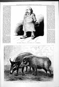 Old Pencilled'Ear Pigs At Zoological Gardens Regent'S Park Orchestra
