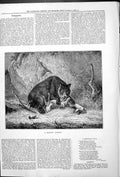 Old Antique Print A Delicate Appetite Bear Attacking Deer Turfania 1878 19th