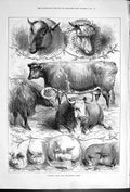 Antique Print Studies From The Smithfield Show Pigs Animals Cows Sheep 1878