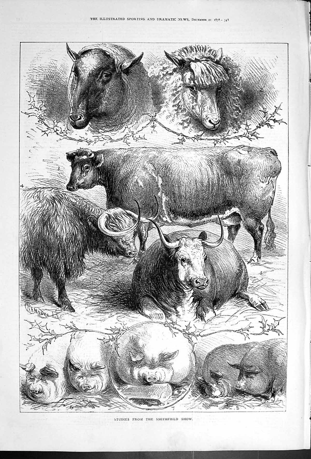 Antique Print Studies From The Smithfield Show Pigs Animals Cows Sheep 1878