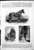 Old Earl Spencer Dapple Grey Mare Horse Woods Thames Channel Abingdon