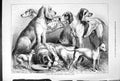 Old Antique Print Studies From The Alexandra Palace Dog Show Moore 1878 19th