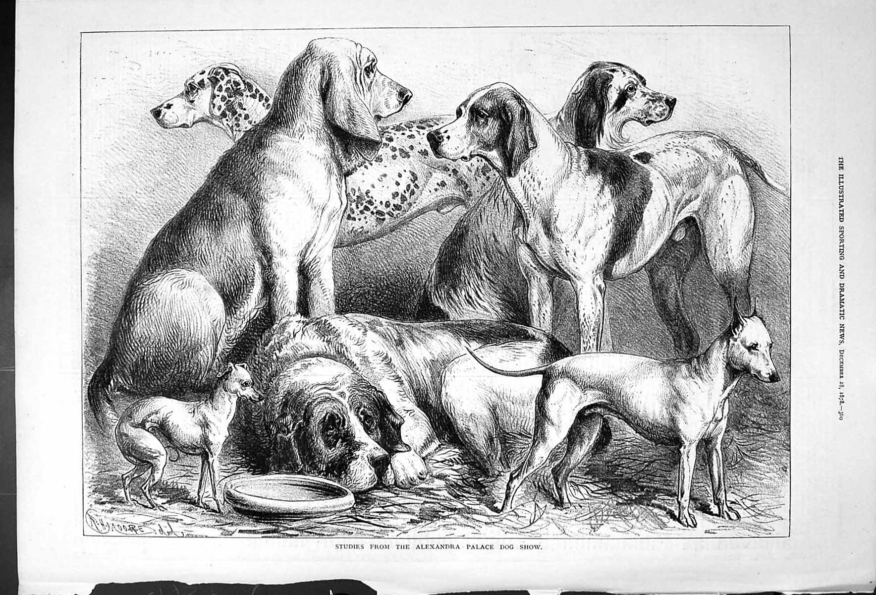 Old Antique Print Studies From The Alexandra Palace Dog Show Moore 1878 19th