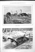 Antique Old Print Man Dressed As Ostrich Hunting Ducks Bother Those Boys 1879