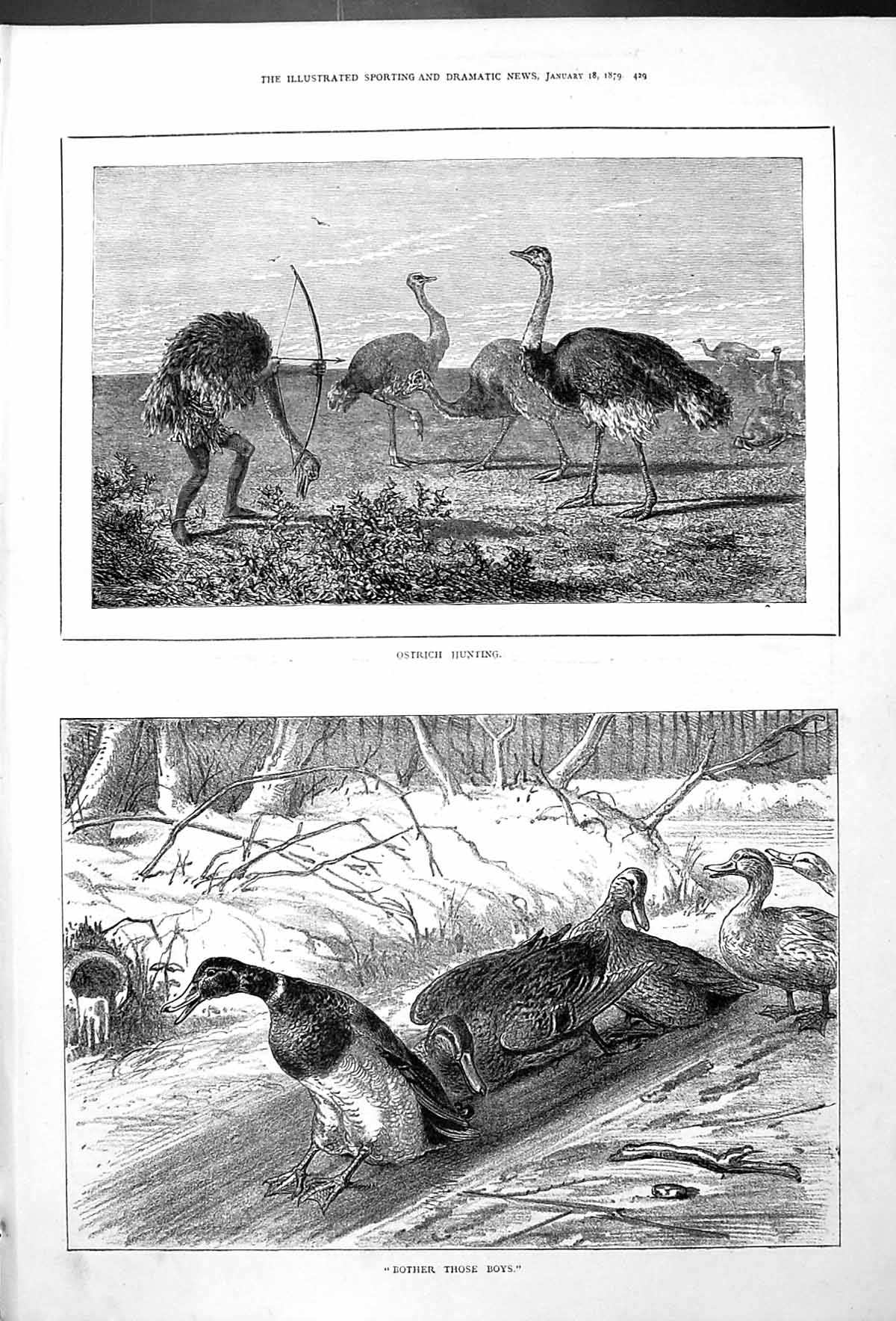 Antique Old Print Man Dressed As Ostrich Hunting Ducks Bother Those Boys 1879