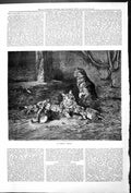Original Old Antique Print Family Party Cats Kittens Animals Pets Portrait 1879