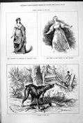 Old Mrs Townsend Gustavus Vasa Gibbs Relapse Wolf Killed Sheep Moore