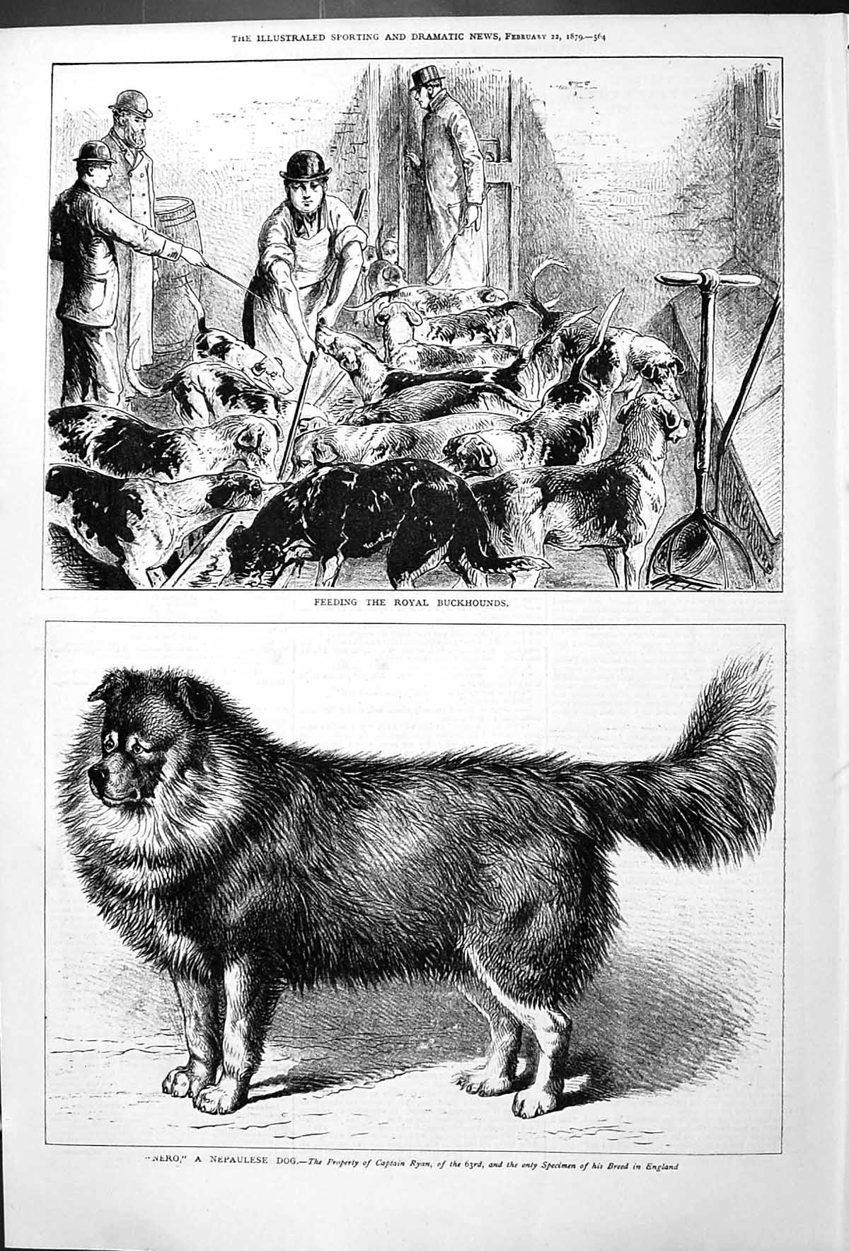 Antique Print Captain Ryan Nero Nepaulese Dog 1879 Feeding Royal Buckhounds