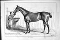 Original Old Antique Print The Clipper 1879 Show Horse Animal Sturgess 19th
