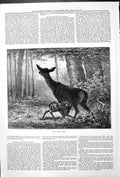 Original Old Antique Print Deer And Fawn Animals Alexandra Palace Operas 1879