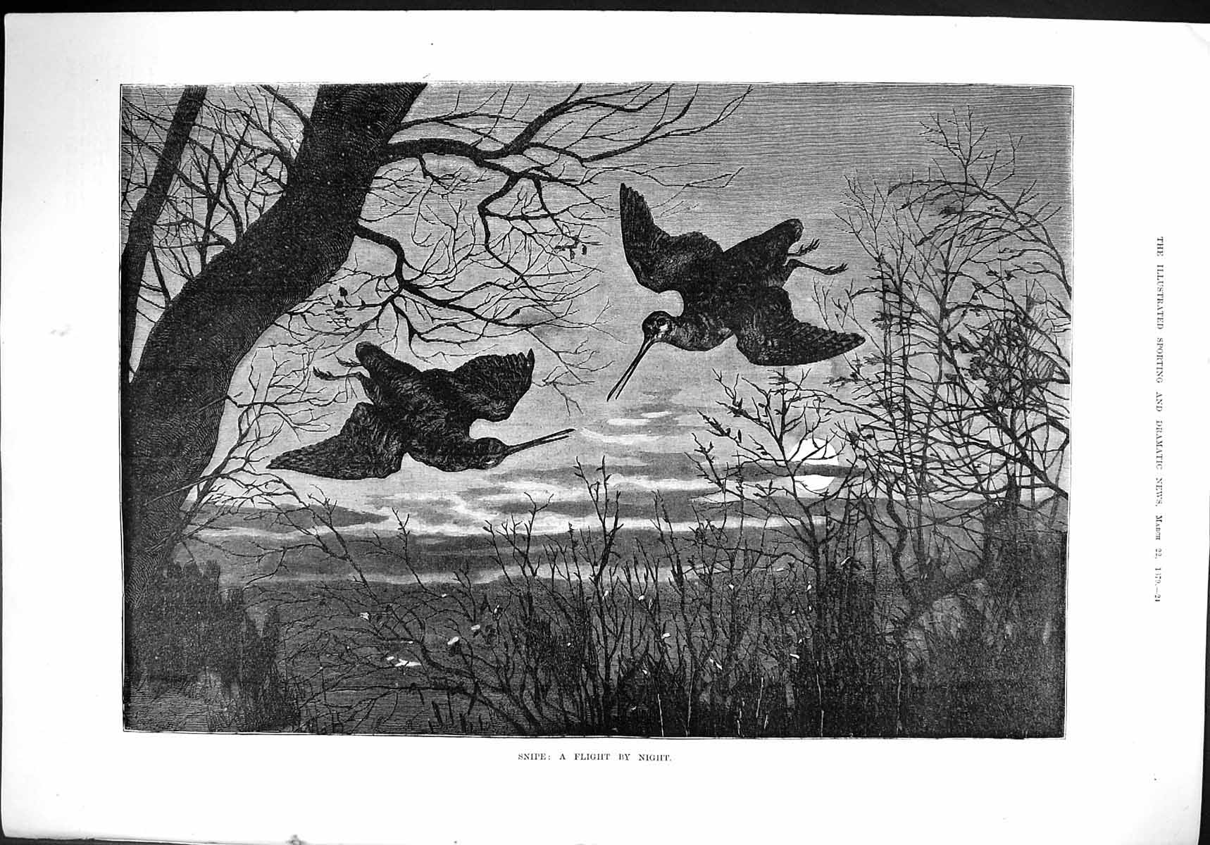 Old Print 1879 Snipe Birds Flight By Night Moonlight Scene Trees Fine Art 19th