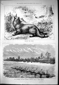 Old 1879 Reynard Fox Hunter Rabbits University Boat Race Chiswick Cam Victorian
