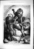Original Old Antique Print 1879 Study Lions Zoo Wild Animals Nature Victorian