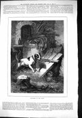 Original Old Antique Print 1879 Disturbers Peace Dog Wild-Cat Barn Scene 19th