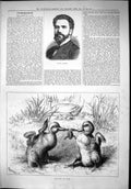 Antique Old Print 1879 Portrait Signor Gayarre Tug War Ducklings Ducks Frog