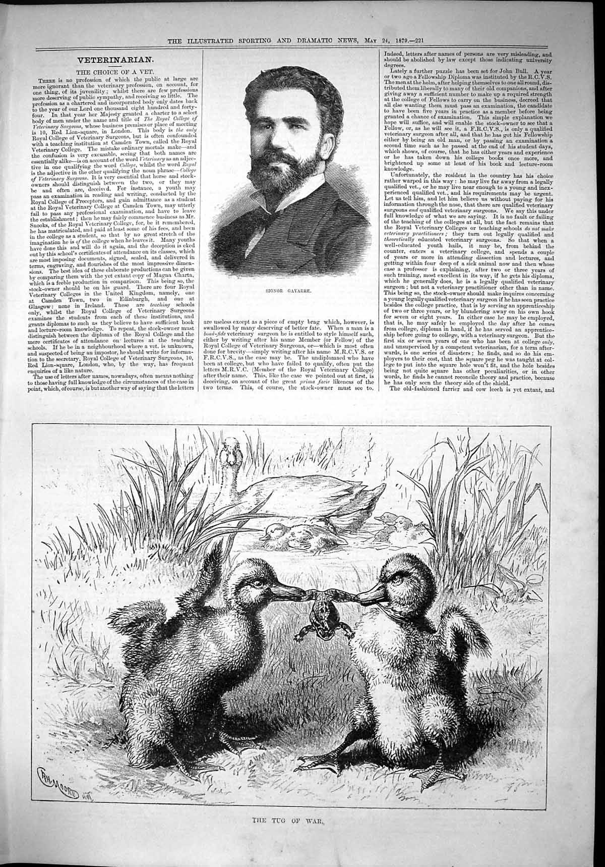 Antique Old Print 1879 Portrait Signor Gayarre Tug War Ducklings Ducks Frog