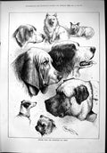 Original Old Antique Print 1879 Edinburgh Dog Show Pets Animals Scotland Moore