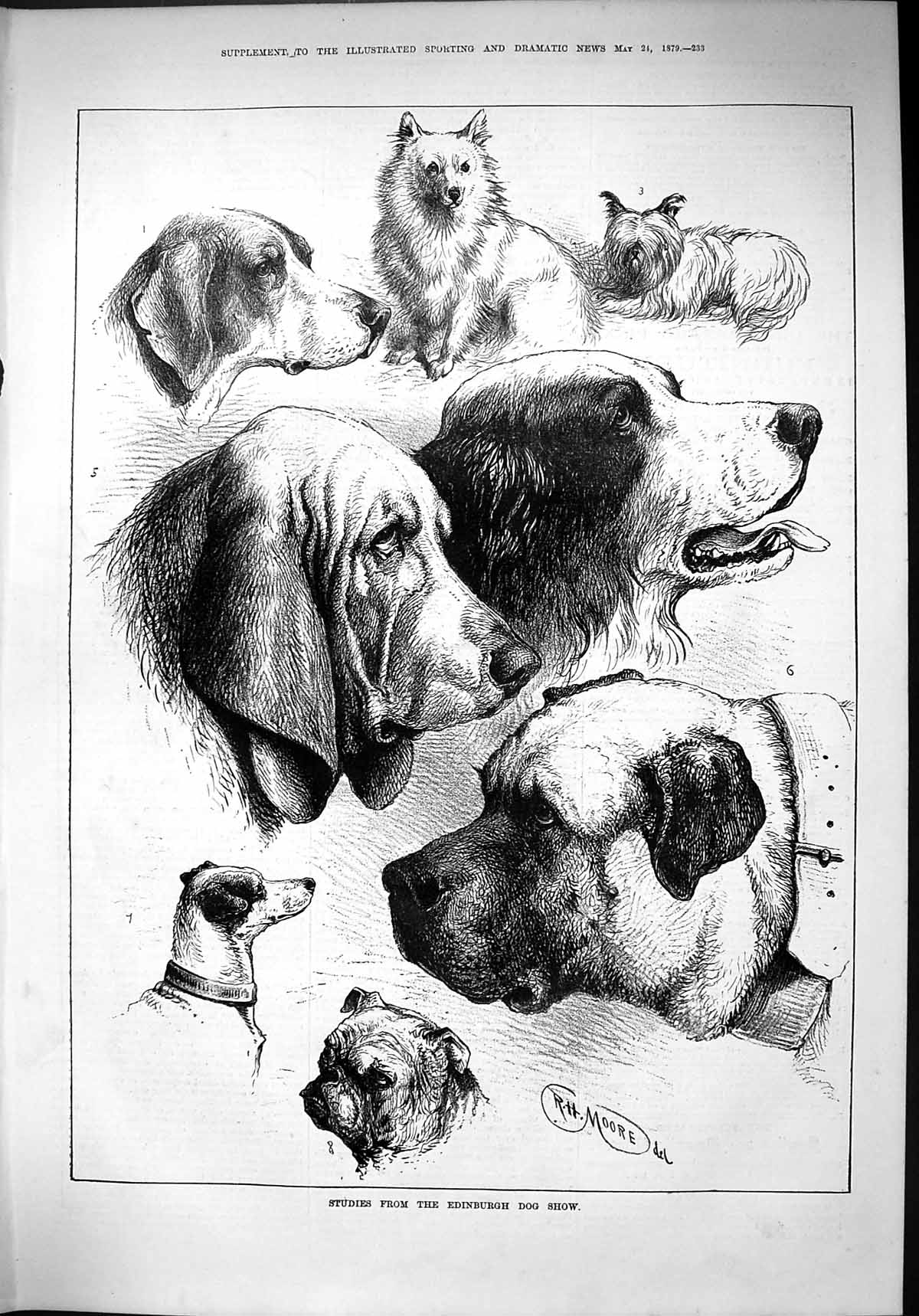 Original Old Antique Print 1879 Edinburgh Dog Show Pets Animals Scotland Moore