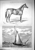 Old 1879 Craig-Millar Horse Royal Thames Yacht Club Cutter Race Sport Victorian
