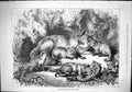 Old Antique Print 1879 Fox Cubs Promising Lot Next Season Hunting Moore 19th