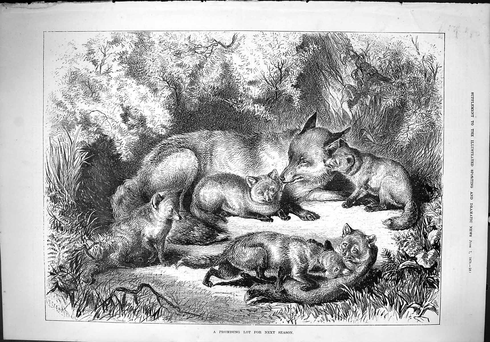 Old Antique Print 1879 Fox Cubs Promising Lot Next Season Hunting Moore 19th