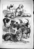 Antique Print 1879 Prize-Winners Kennel Club Dog Show Alexandra Park Moore 19th