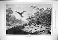 Old Antique Print 1879 Family Danger Birds Pheasant Chicks Prey Hunting 19th