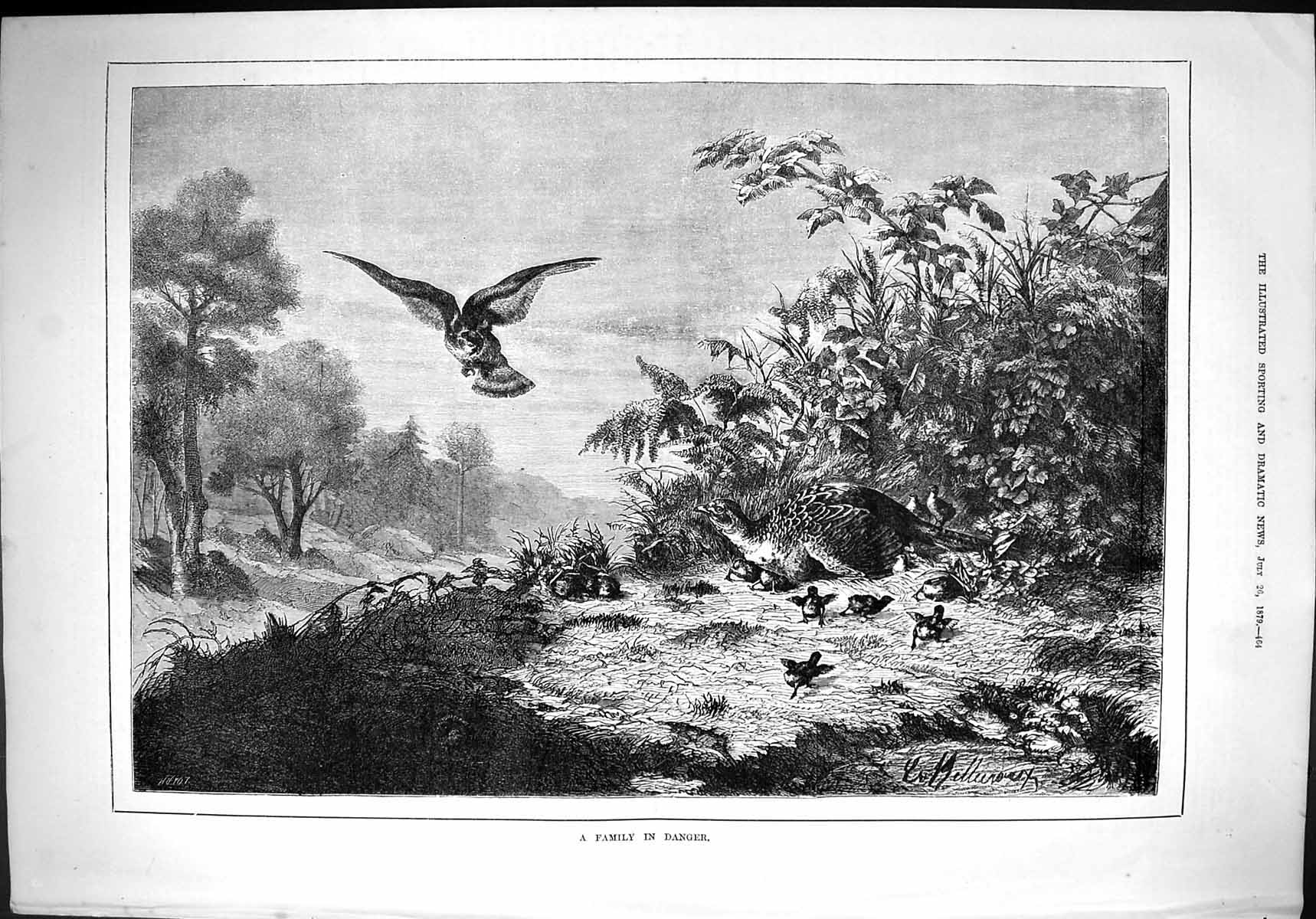 Old Antique Print 1879 Family Danger Birds Pheasant Chicks Prey Hunting 19th